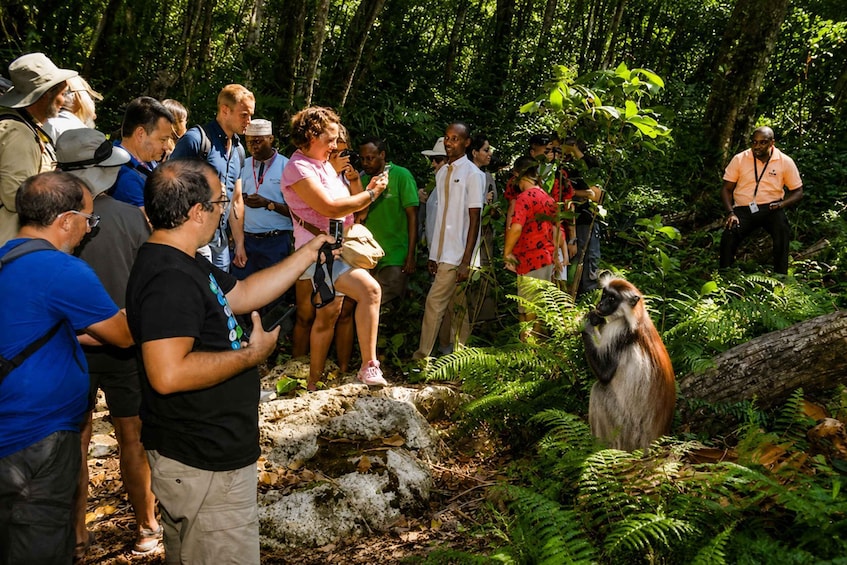 A group of people observing a monkey in a forested area. 4