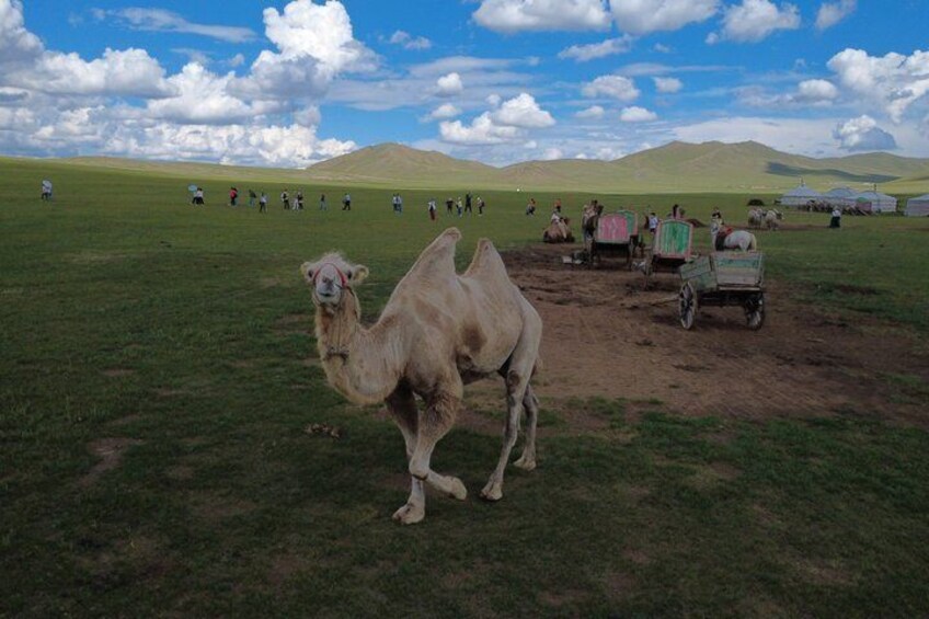 A camel in a grassy field with people and carts in the background. 4