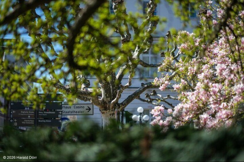 A tree with pink blossoms, a street sign, and a building in the background. 1