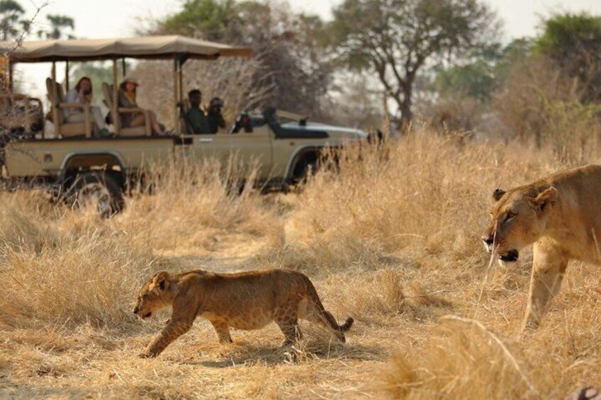 A safari vehicle with passengers observing wildlife, including a lioness and a cub in a dry grassland. 4