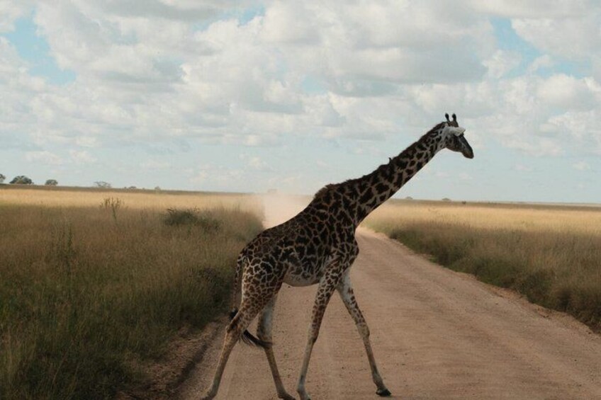A giraffe crossing a dirt road in a grassy field. 5