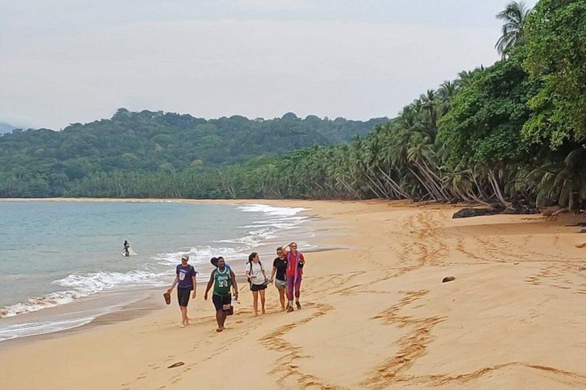 A beach with people walking along the shore, palm trees, and a forested hill in the background. 2