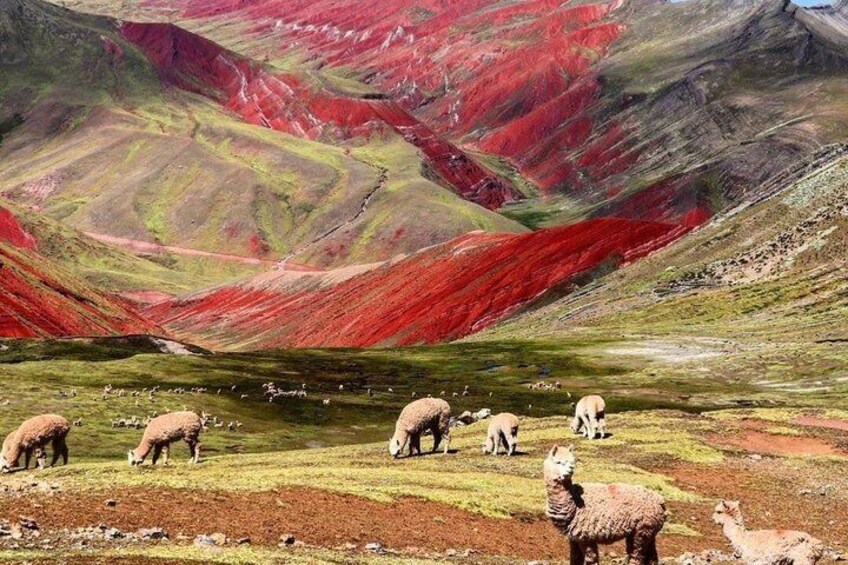 A mountainous landscape with red and green hues, and several sheep grazing in the foreground. 4