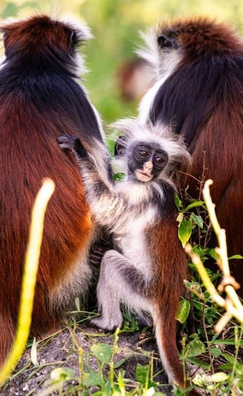 A monkey with a baby clinging to its back, surrounded by greenery. 4