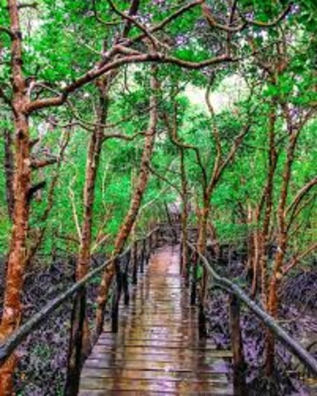 A forested area with a wooden walkway. 2