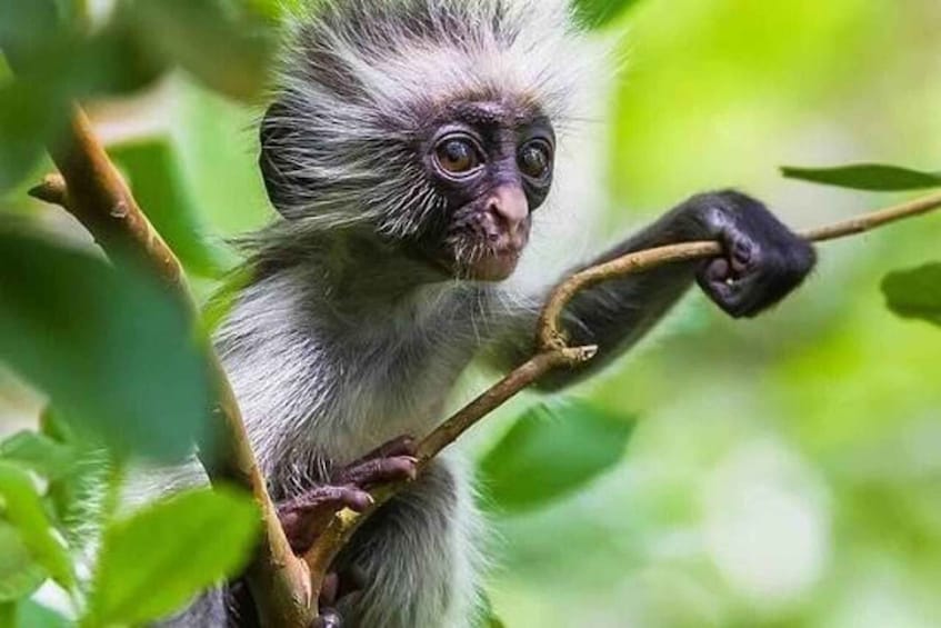 A monkey with grey fur holding onto a branch. 5