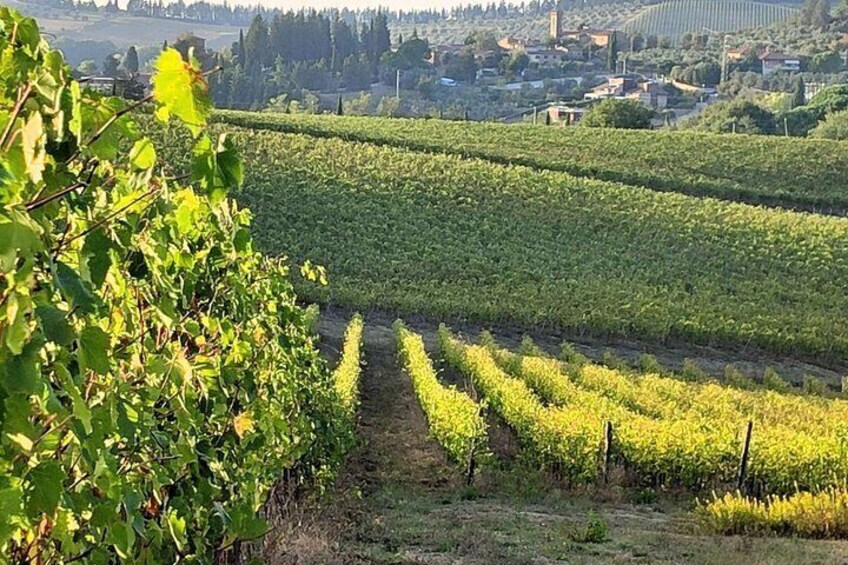 A vineyard with rows of grapevines and a town in the background. 2