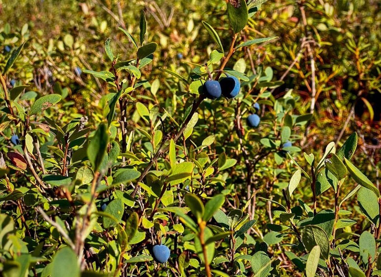 A dense thicket of green foliage with small blue berries. 5