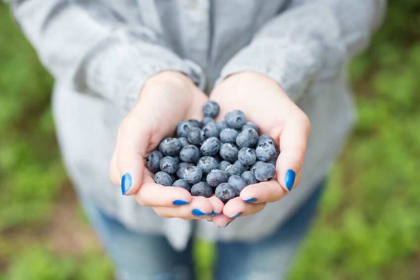 A person holding a handful of blueberries. 1