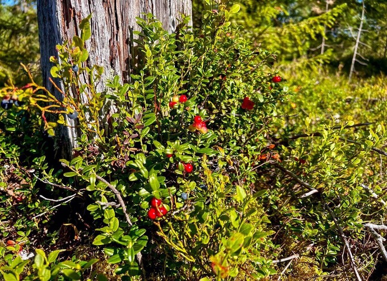 A dense thicket of green shrubs with red berries and a weathered tree trunk in the background. 4