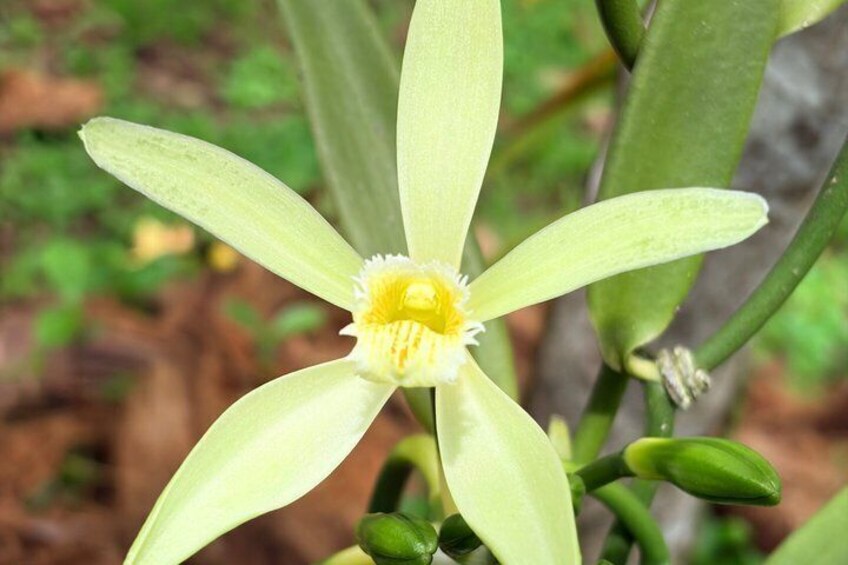A yellow orchid with green leaves. 4