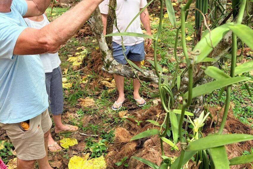 People examining plants in a natural setting with visible roots and foliage. 2