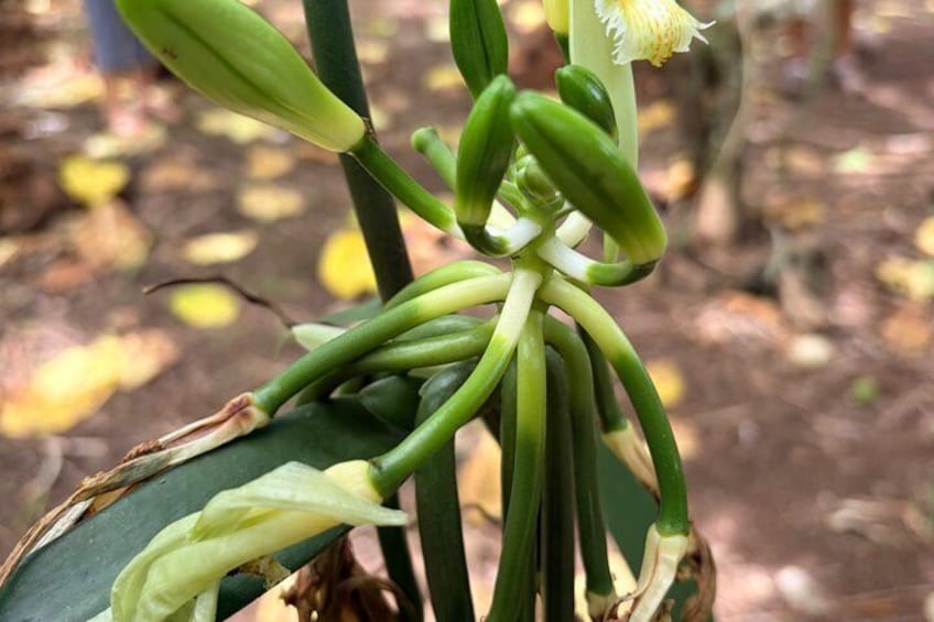 A plant with green leaves and a yellow flower. 3