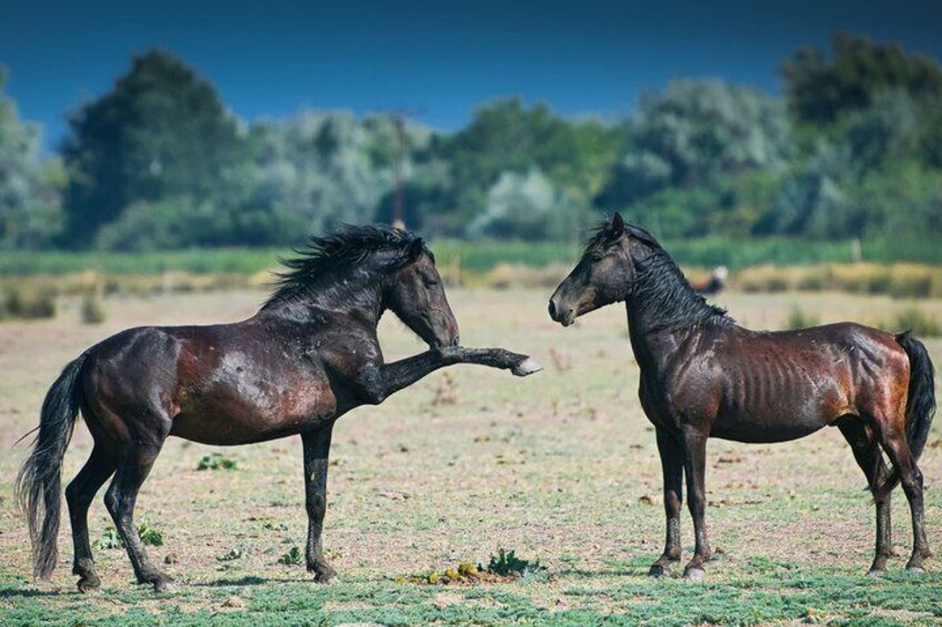 Two horses in a field with trees in the background. 1