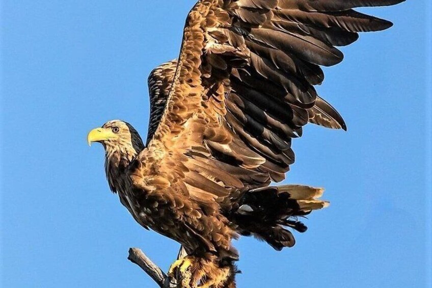 A large bird of prey with outstretched wings against a clear sky. 2