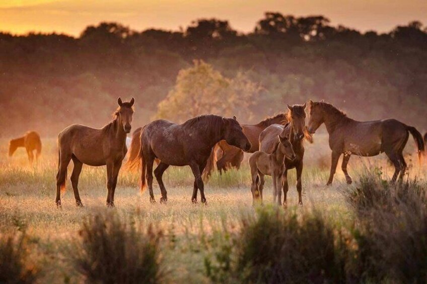 A group of horses in a field with a sunset in the background. 3