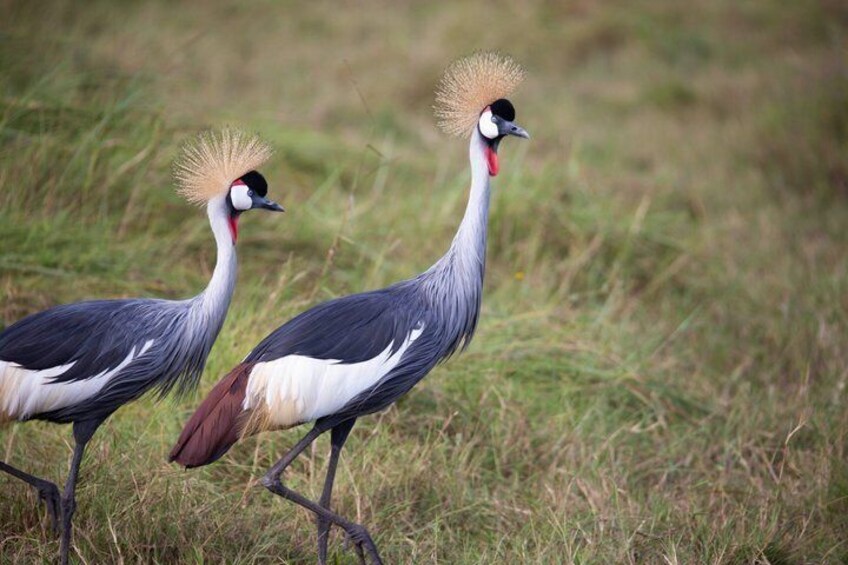 Two birds with distinctive crests walking through a grassy field. 3
