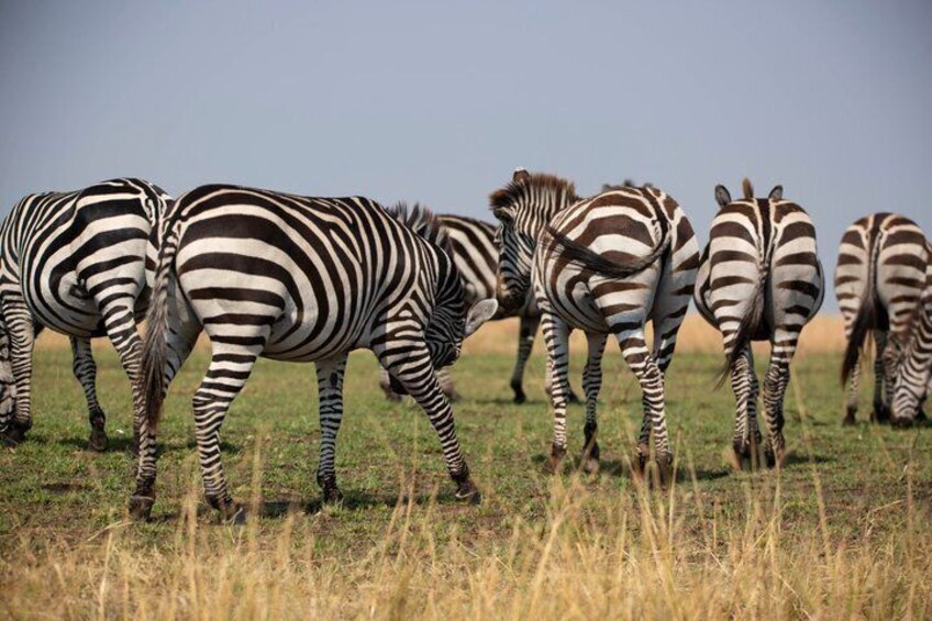 A group of zebras grazing in a grassy field. 4