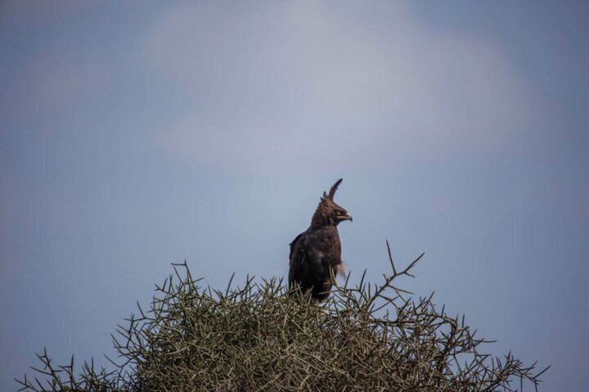 A bird perched on a bush with a clear sky in the background. 2