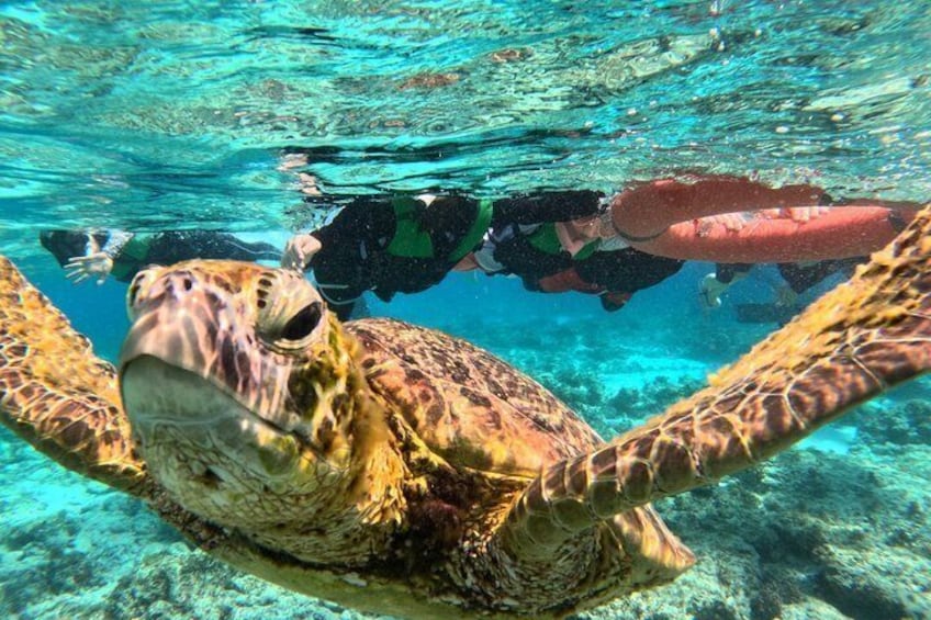 A sea turtle swimming underwater with snorkelers. 2
