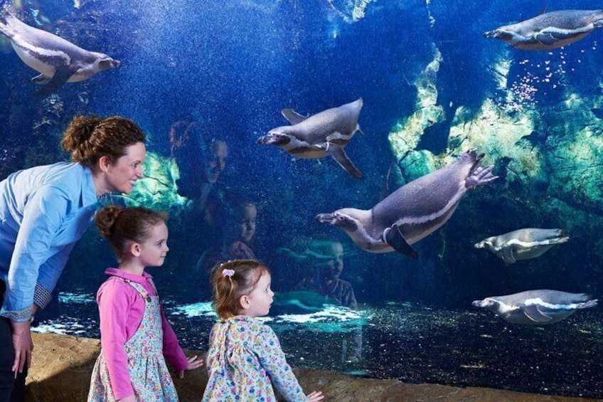 An aquarium with penguins swimming in the water. 1