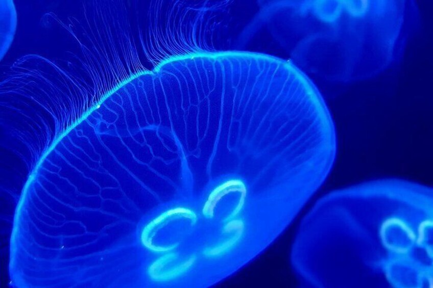A close-up of jellyfish with visible tentacles and internal structures. 2