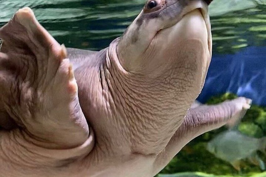 A close-up of a smooth-skinned aquatic animal with its mouth open, possibly a manatee, in a natural water setting. 4