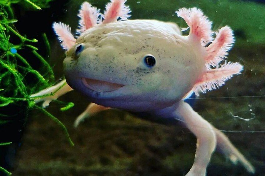 An aquatic creature with pink appendages and a light-colored body. 4
