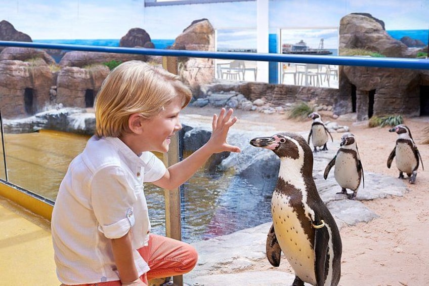 A person interacting with penguins in an enclosure with rocky terrain and a water feature. 3