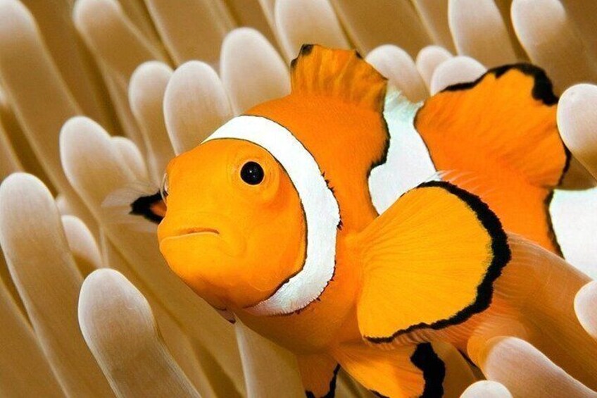 A clownfish among sea anemone tentacles. 5