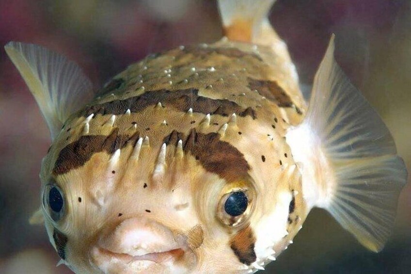 A fish with a spotted pattern and large eyes. 3