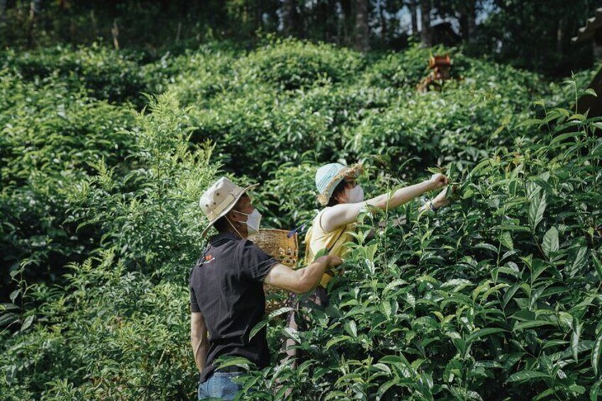 Two people harvesting tea plants in a lush, green tea plantation. 1