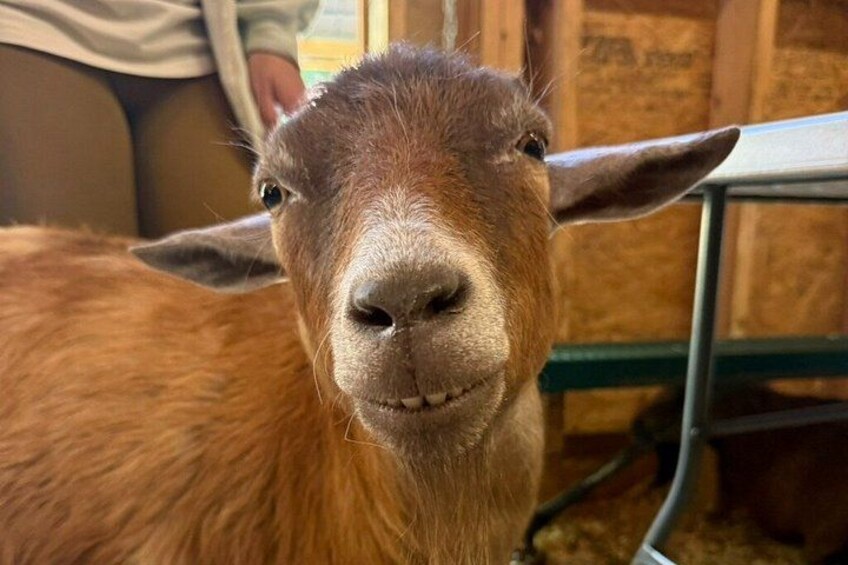 Healing Hugs with the Goat Rescues at Frederick Farm Sanctuary 2