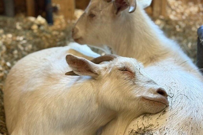 Healing Hugs with the Goat Rescues at Frederick Farm Sanctuary 3