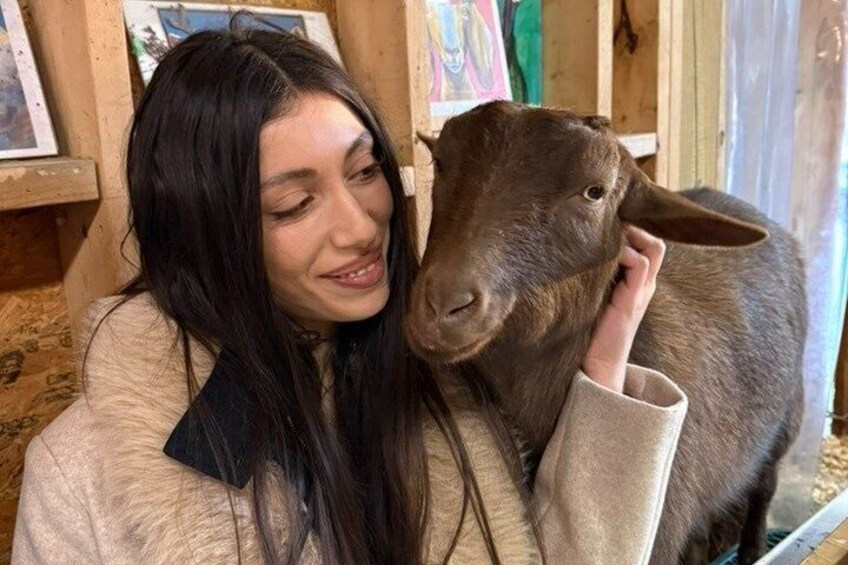 A person holding a goat. 2