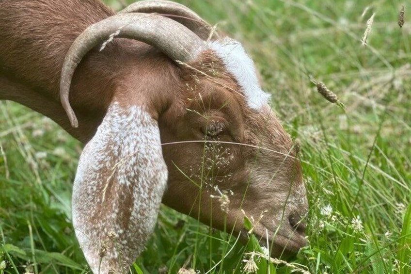 A goat grazing in a grassy field. 4
