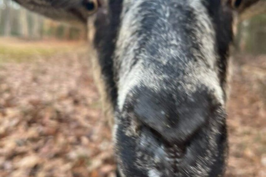 A close-up of an animal's face, likely a deer, with a blurred background. 3