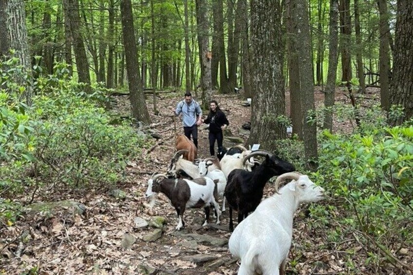 A forest with a group of goats and two people walking through. 5