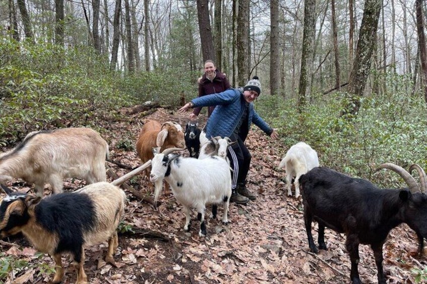 A forest with a group of goats and two people. 1
