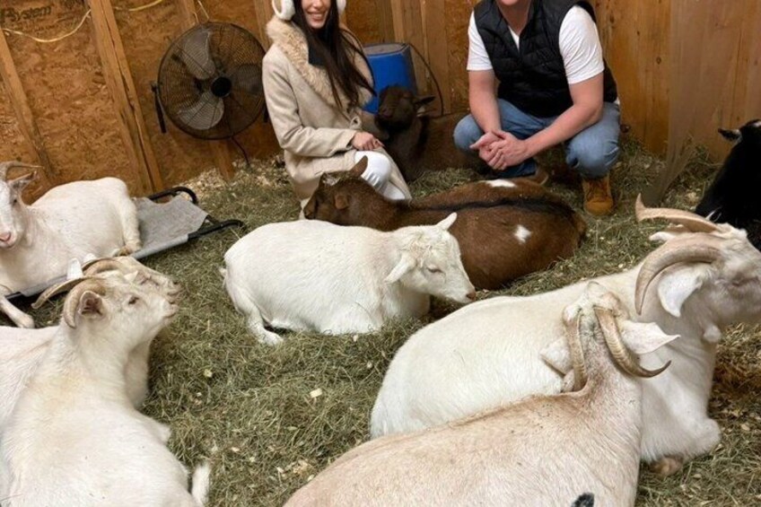A group of goats in a barn with wooden walls and hay on the floor. 2
