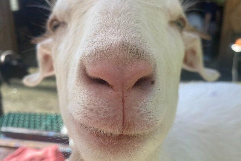 Hugs and Hike with the Goat Rescues at Frederick Farm Sanctuary 2