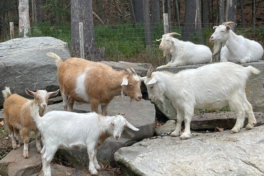 Hugs and Hike with the Goat Rescues at Frederick Farm Sanctuary 2