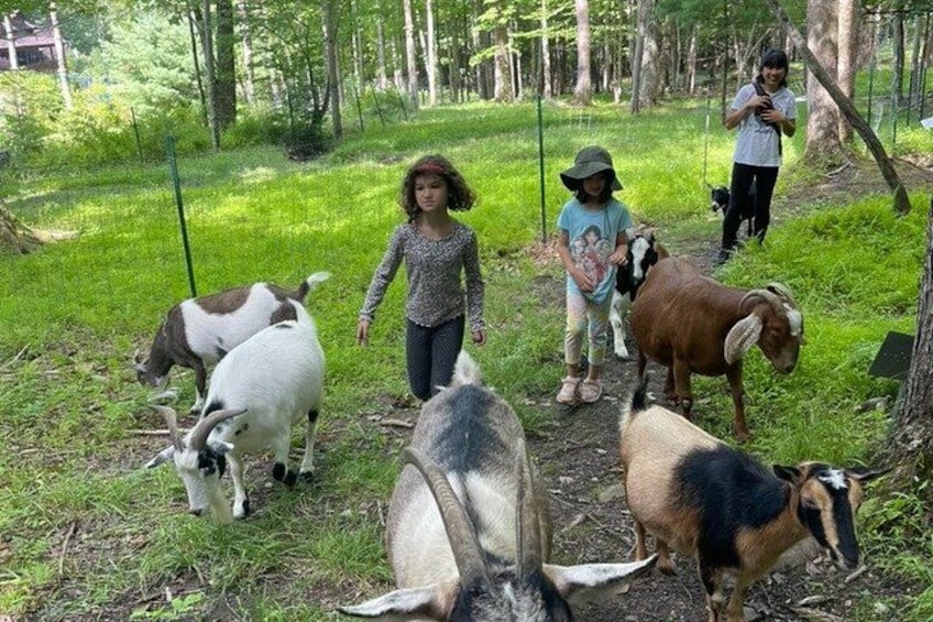Hugs and Hike with the Goat Rescues at Frederick Farm Sanctuary 4