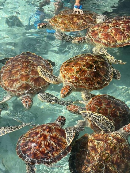 A group of sea turtles swimming in clear water. 1