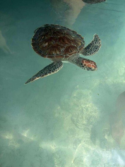 A sea turtle swimming underwater. 2