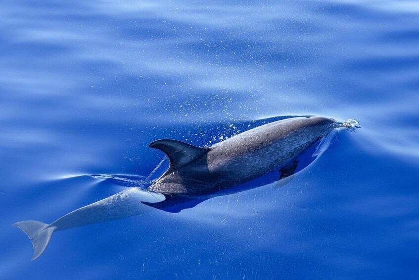Key Largo: Marine Eco Tour with Swimming & Sandbar  3