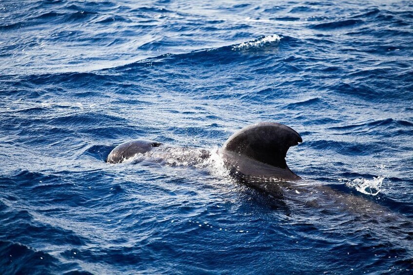 Key Largo: Marine Eco Tour with Swimming & Sandbar  2