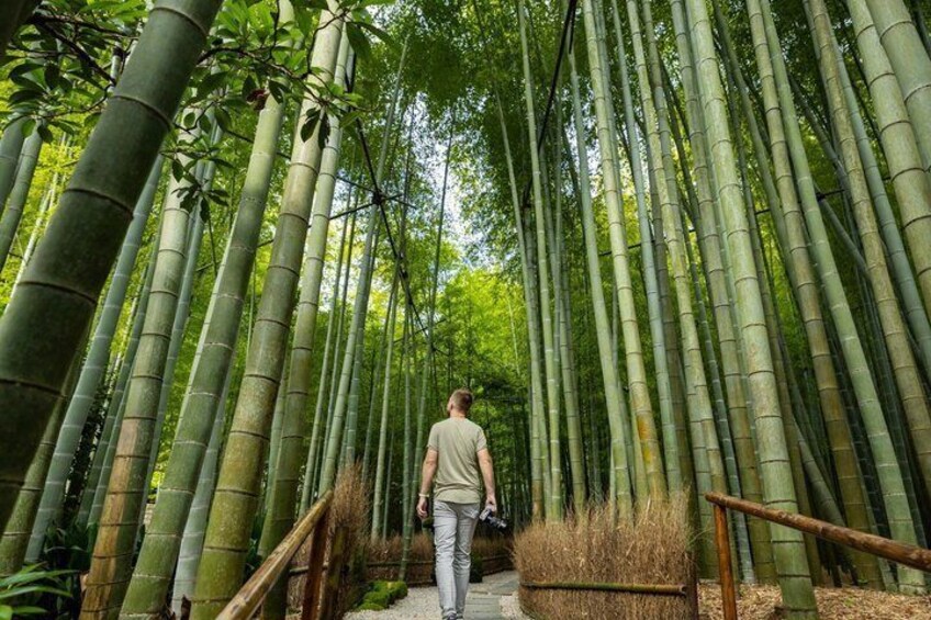 A person walking through a bamboo forest. 1