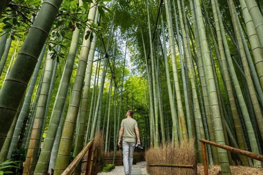 A person walking through a bamboo forest. 1