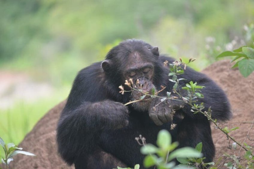 A chimpanzee sitting on a mound of dirt, holding a branch with leaves. 3